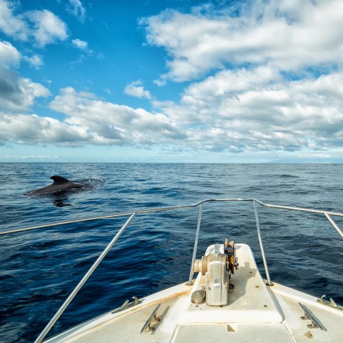 Navigando per Trezza - Tour in Barca Esplorazione e Ricerca dei Delfini nell'Area Protetta di Catania